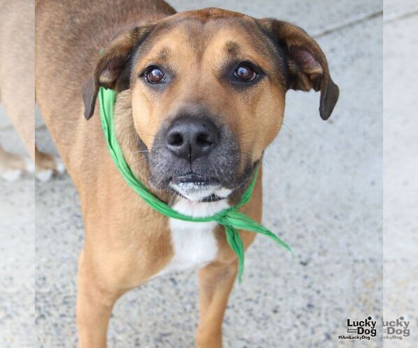 Medium Photo #2 Boxer-Unknown Mix Puppy For Sale in Washington, DC, USA