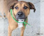 Small #1 Boxer Mix