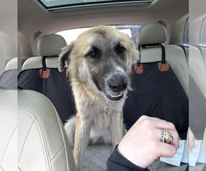 Biscuit (Chip) - Male Anatolian Shepherd-Unknown Mix Dog for Adoption - Photo #8