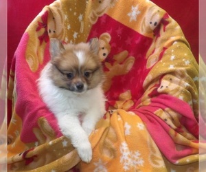 Pomeranian Puppy for sale in PATERSON, NJ, USA