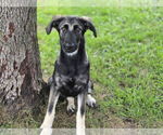 Small #1 German Shepherd Dog Mix