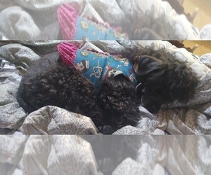 Mother of the Maltipoo puppies born on 05/13/2022