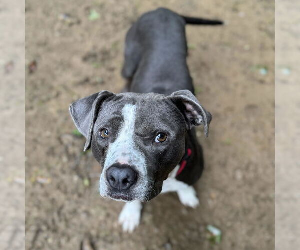 Medium Photo #9 American Pit Bull Terrier-Unknown Mix Puppy For Sale in Spring Lake, NC, USA