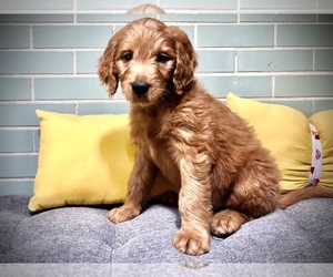 Goldendoodle Puppy for sale in OAK LAWN, IL, USA