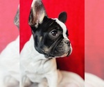 Small French Bulldog