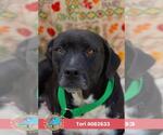 TORI - Female American Bulldog Dog for Adoption - Small photo