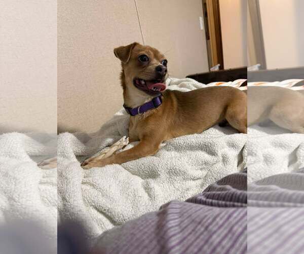 Medium Photo #2 Daug Puppy For Sale in Westwood, NJ, USA