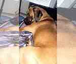 Small Photo #2 Cane Corso-Mastiff Mix Puppy For Sale in MOORESVILLE, NC, USA