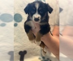 Small #6 Australian Shepherd