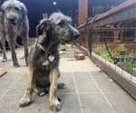 Small #3 Irish Wolfhound