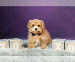 Small Photo #2 Maltipoo Puppy For Sale in WARSAW, IN, USA