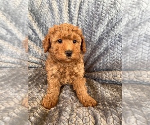 Poodle (Miniature) Puppy for sale in Lexington, NC, USA