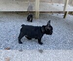 Small Photo #15 French Bulldog Puppy For Sale in MADISON, OH, USA