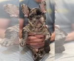 Small #11 French Bulldog