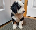 Small Photo #4 Bernese Mountain Dog Puppy For Sale in LEETONIA, OH, USA