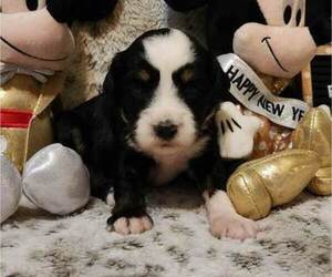 Tibetan Terrier Puppy for sale in DORENA, OR, USA