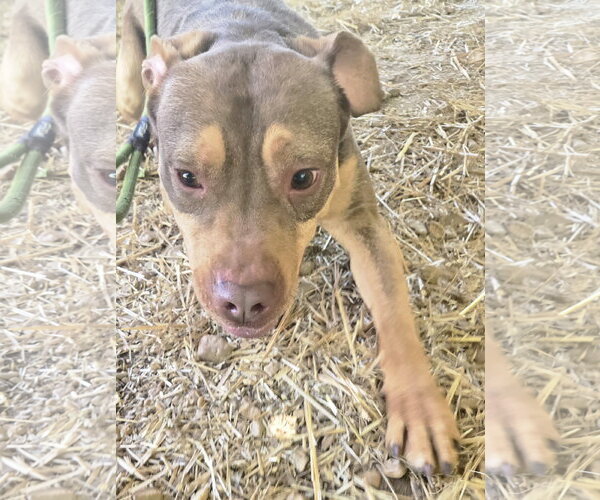 Medium Photo #4 American Staffordshire Terrier-Unknown Mix Puppy For Sale in Jackson, MS, USA