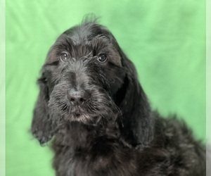 Irish Doodle Puppy for sale in DUNDEE, OH, USA