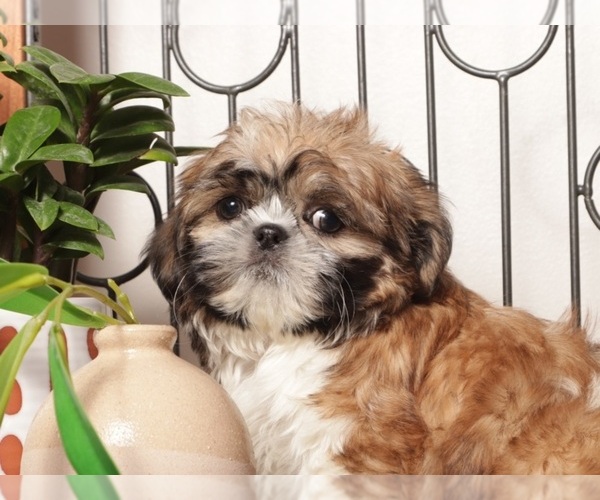 Medium Photo #12 Shih Tzu Puppy For Sale in NAPLES, FL, USA