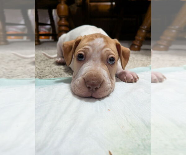 Medium Photo #4 Mutt Puppy For Sale in Vail, AZ, USA