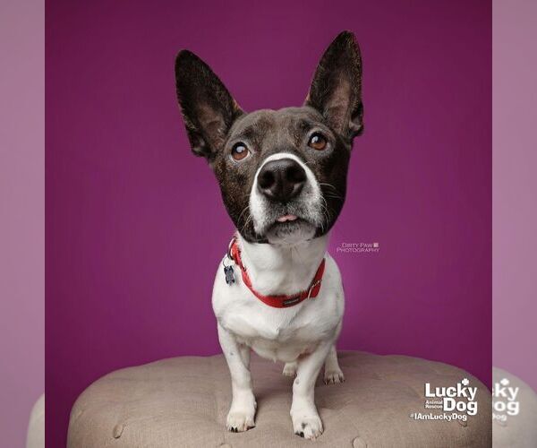 Medium Photo #4 Basset Hound-Unknown Mix Puppy For Sale in Washington, DC, USA