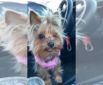 Small Photo #1 Yorkshire Terrier Puppy For Sale in LAWRENCEVILLE, GA, USA