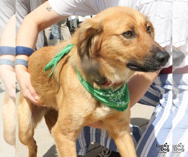 Medium Photo #5 Retriever -Unknown Mix Puppy For Sale in Washington, DC, USA