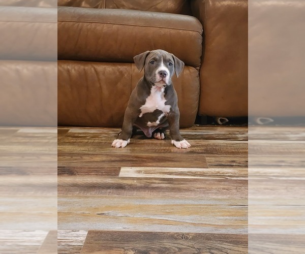 Medium Photo #8 American Bully Puppy For Sale in NOBLESVILLE, IN, USA