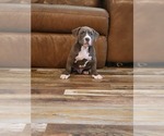 Small #7 American Bully