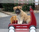 Small #1 Akita