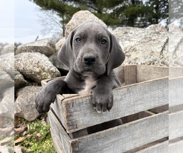 Medium Photo #3 Great Dane Puppy For Sale in MIDDLEBURY, IN, USA