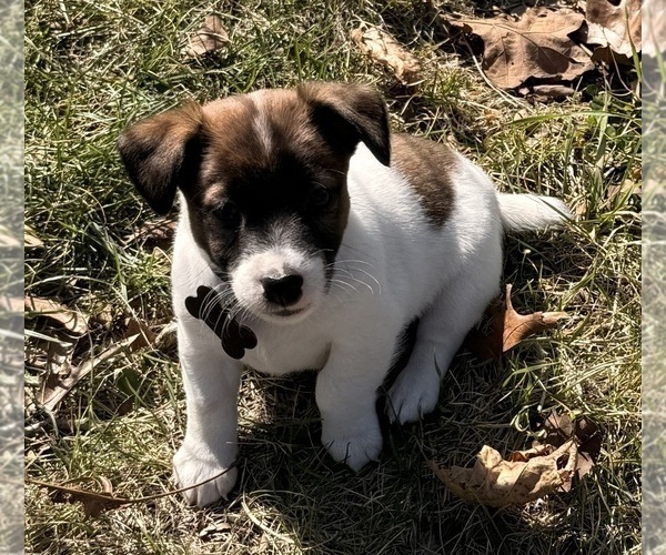 Medium Photo #2 Jack Russell Terrier Puppy For Sale in FREEMAN, MO, USA