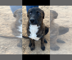 Mutt Dogs for adoption in Conway, AR, USA