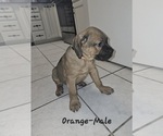 Image preview for Ad Listing. Nickname: Orange Collar M