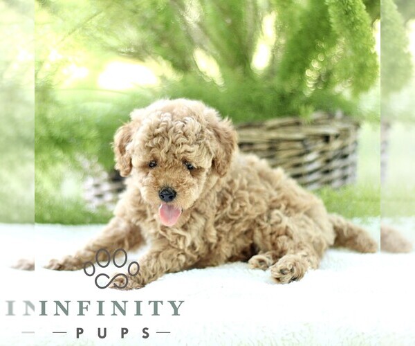 Medium Photo #3 Poodle (Toy) Puppy For Sale in PARADISE, PA, USA