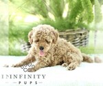 Small #2 Poodle (Toy)