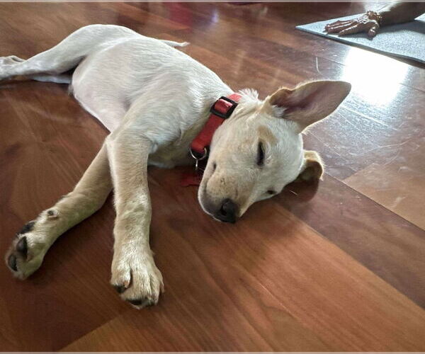 Medium Photo #4 Basenji-Unknown Mix Puppy For Sale in Grafton, WI, USA