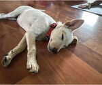 Small #3 Basenji Mix