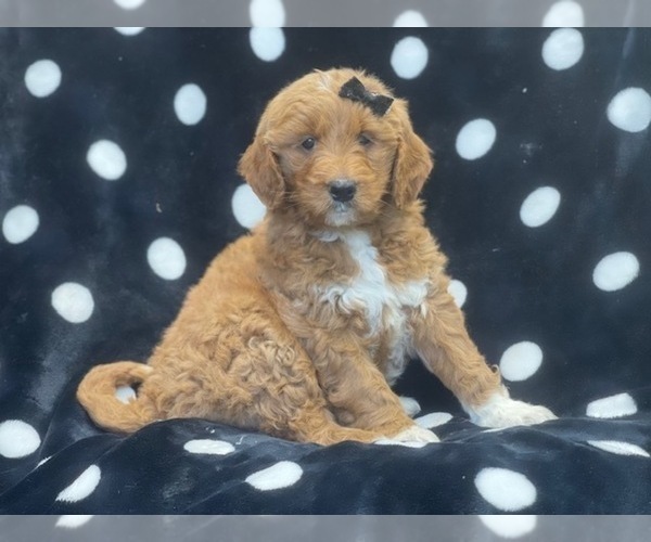 Medium Photo #6 Goldendoodle Puppy For Sale in LAKELAND, FL, USA