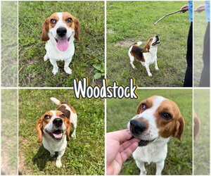 Beagle Dogs for adoption in Pierceton , IN, USA