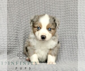 Miniature American Shepherd-Miniature Australian Shepherd Mix Puppy for sale in PARKESBURG, PA, USA