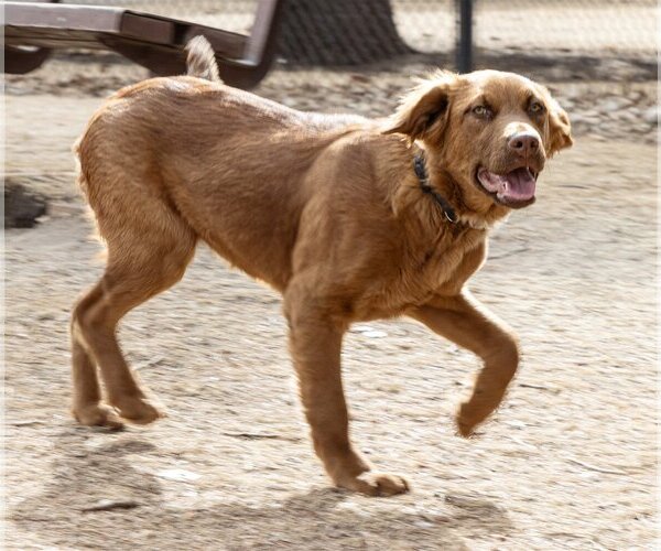Medium Photo #22 Golden Shepherd Puppy For Sale in Laramie, WY, USA