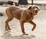 Small #21 Golden Shepherd