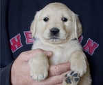 Puppy Sunshine Yellow Golden Retriever