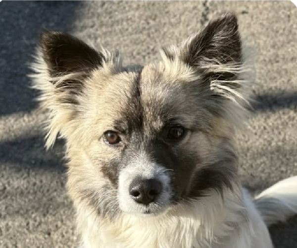 Medium Photo #1 Unknown-pomeranian spitz Mix Puppy For Sale in San Ramon, CA, USA