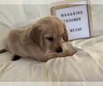 Small Photo #8 Golden Retriever Puppy For Sale in CONWAY, SC, USA