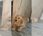 Small #2 Golden Retriever