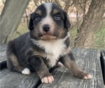 Small Photo #1 Australian Shepherd Puppy For Sale in MARATHON, IA, USA
