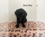 Puppy Grey Boy Irish Doodle-Miniature Bernedoodle Mix