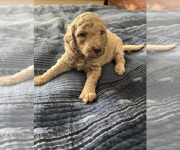 Medium Photo #1 Labradoodle Puppy For Sale in CONCORD, CA, USA
